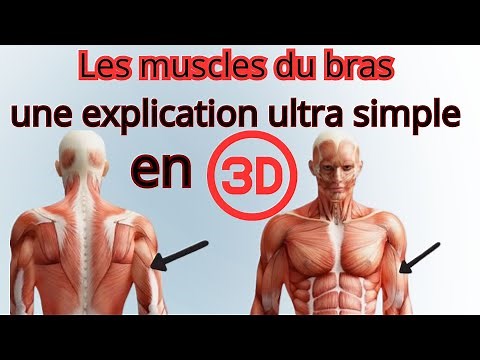 The muscles of the arm: an ultra-simple explanation in 3D with tips for memorizing them well