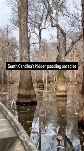 Discover South Carolina on Instagram: "Did you know South Carolina is home to a submerged forest? 🌿 Tucked away on Lake Marion, Sparkleberry Swamp is a paddler’s paradise—part forest, part maze, all magic. It offers a one-of-a-kind paddling experience through ancient cypress and tupelo trees on one of South Carolina’s best lakes. Quiet waters, abundant wildlife and total escape. #DiscoverSC 🔗 in bio for more info! 📍Sparkleberry Swamp, Lake Marion"