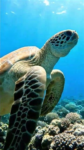 Tortoise is swimming #lifeisbutadream #totalgaming #animallifestyle #trendingshorts