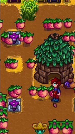 Junimo Huts Are INSANE In Stardew Valley ...