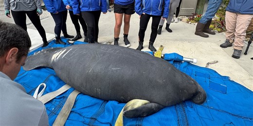 First manatee to survive rescue in NC released into sanctuary