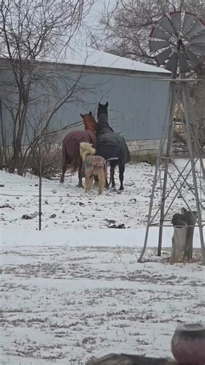 when your husband is watching TikTok and the sound matches with real life to perfectly. 😂 #Horses #Trending #FYP #FUP #Pony