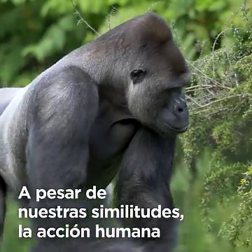 🦍 Las dos principales especies de gorilas, Gorilla gorilla y Gorilla beringei, se encuentran en peligro crítico de extinción. 📋 Según la lista roja de la IUCN sus poblaciones están en declive. Proteger su hábitat 🍃 es vital para su conservación. #DíaMundialDelGorila | Fundación Biodiversidad