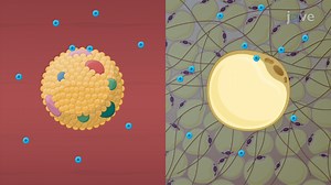 Video: Factors Affecting Protein-Drug Binding: Protein-Related Factors