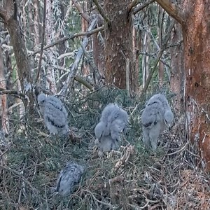 455K views · 5.6K reactions | WARNING GRAPHIC. Baby Goshawk kills his sibling | Million Viewer | Facebook
