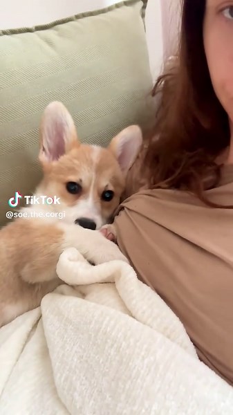 Shy Corgi Puppy Moments