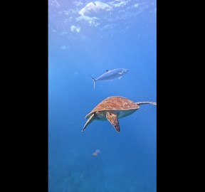 Fish Use Turtle as a Scratching Post