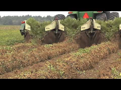 Georgia Peanut Farmers Ready For Harvest After Difficult Growing Season
