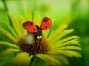 Minuscule - Volume 1.mp4