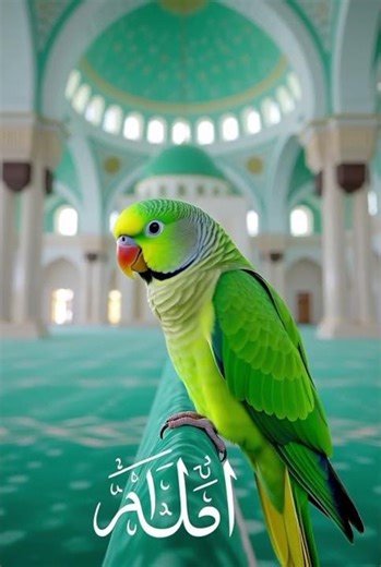 beautiful parrots making cute sounds