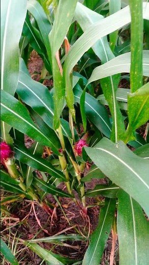 zea mays #plants #flowers #nature
