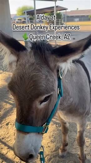 Are you looking for the best Experience in the QC? You must Check out Desert Donkey Experiences ! Desert Donkey Experiences allows you to walk, hike, and interact with sweet, adorable, and endearing donkeys. They will capture your heart as they show off their tricks like smiling, tossing a hula hoop, and giving kisses. Donkey experiences are perfect for all ages, and donkey hikes are wonderful for people seeking a little more adventure, at a donkey’s pace. They even offer educational days, party