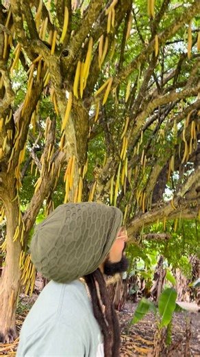 🤯 I can't believe a tree like this exists... | GoNaturalite