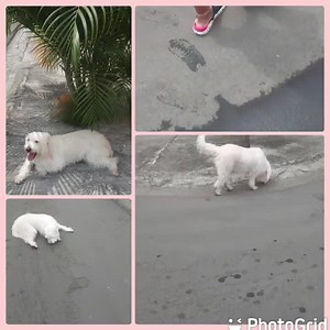 19 reactions · 48 shares | Caso Externo BLANQUITA NECESITA UN...