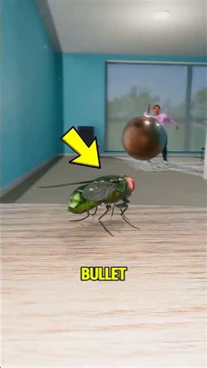 Can a Fly Actually Dodge a Bullet?