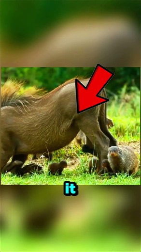 The Warthog Was Acting Strange Then Mongoose came. 🐗