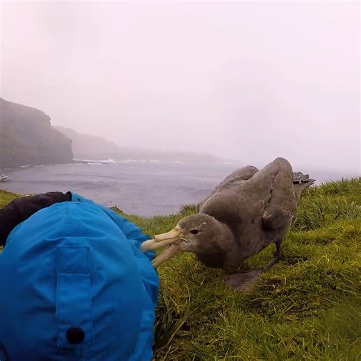 57K views · 1.4K reactions | An unexpected giant petrel visit! | MetDaan Animals | Facebook