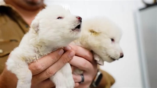 Dire Wolves Resurrected From Prehistoric DNA As ‘World’s First De-Extinct Animals’