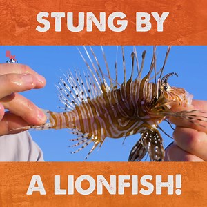 1.3M views · 3.5K reactions | The Lionfish has quickly become one the most destructive invasive species to marine life on the East coast of the United States and if that’s not enough they also have an extremely painful venom they often violently spike into unsuspecting divers and fisherman. Yikes! | Coyote Peterson | Facebook