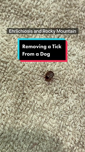 Dr. Rachel Siu on TikTok