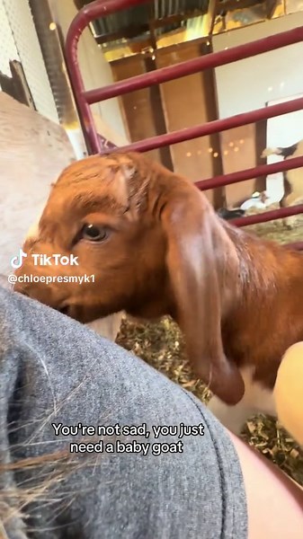Adorable Boer Goat Kid Brings Joy
