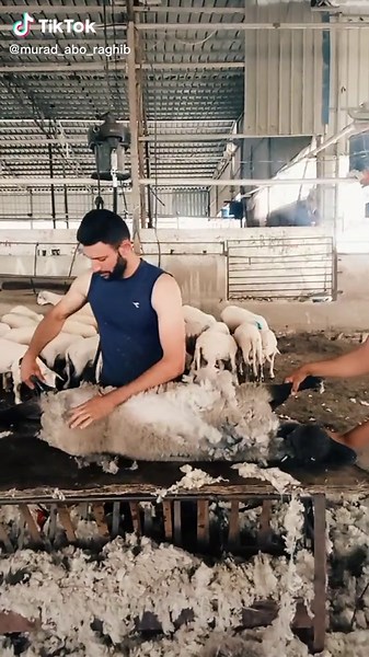 Sheep Shearing Process in a Professional Barn