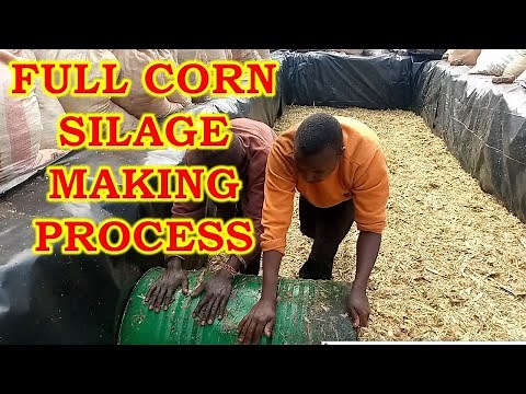 Full Corn Silage Making Process