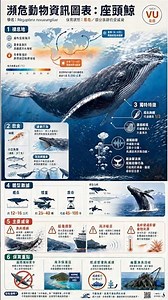 動物世界：【海中的歌唱家】座頭鯨 | Animal World: The Oceanic Singer: Humpback Whale