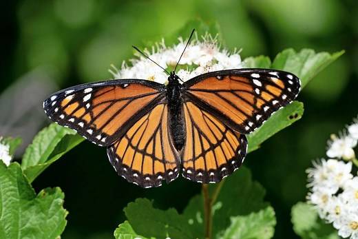 3 Butterflies That Look Like Monarchs
