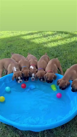 🐶🏡 Looking for a Forever Home! 🏡🐶 Our adorable Boxer puppies are ready to bring joy, love, and loyalty into their new families! #boxerdog #adoptm