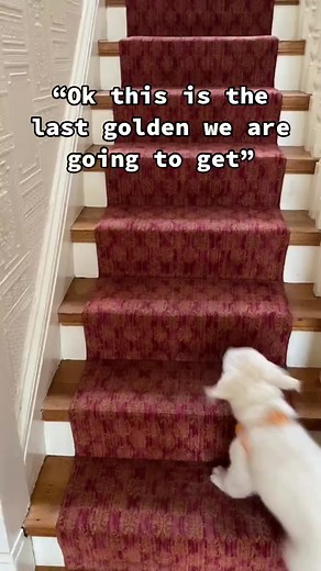 Goldens are the best! 🐶🥺 #goldenretrieverlife #goldens #puppy #dog #autumn #fall #goldendogfarmvt