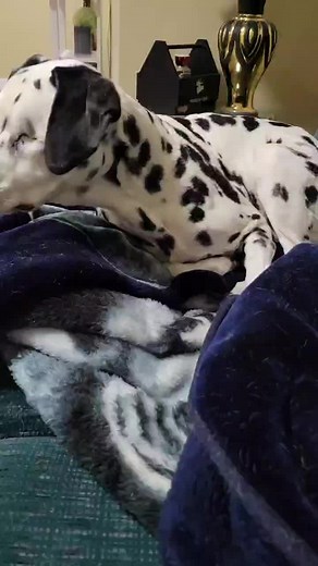 #pet #morlaandkeeley #doggo #doggolove