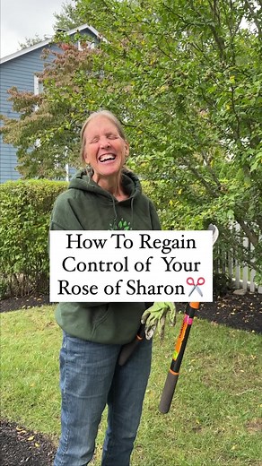 Proper Pruning Tips for Rose of Sharon Plants