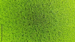 green grass texture from drone Stock Video