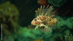 Zebra turkeyfish or lionfish (Dendrochirus zebra) swimming freely in an aquarium