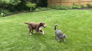 Hilarious Dog Comedy Moments That Will Make You Laugh