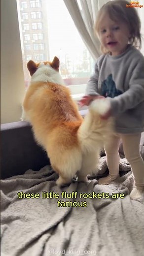 Why Corgi Dogs Are So Famous 😍 | The Cutest Short-Legged Dog!