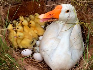 Amazing Pekin 11 Yellow and Black Duckling Hatching From Eggs “Cute Cute Baby Duck Born | BIRD 24