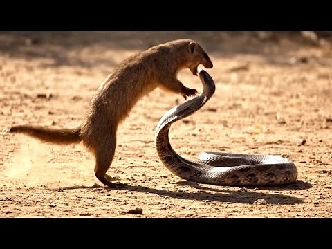Mongoose vs Cobra Fight | Real Wild Animal Battle | Snake vs Mongoose Documentary