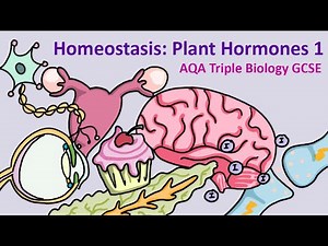 GCSE Science Biology AQA : Homeostasis: Plant Hormones 1 - Tropism and Auxin