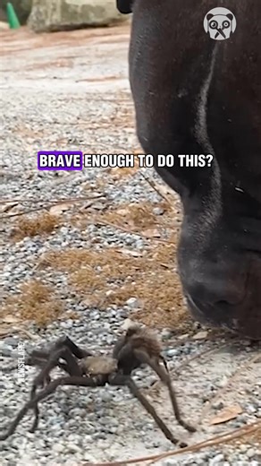 Dog vs. spider | Goodlife Productions