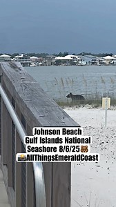 655K views · 3.7K reactions | Today, we had a surprise visit from a bear at Johnson Beach, Gulf Islands National Seashore. He heard thunder and started running, looking to take shelter, and even our bears love going to the beaches here! #blackbear #emeraldcoast #wildlife | All Things Emerald Coast | Facebook