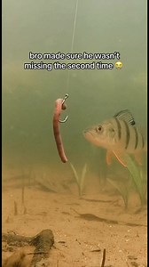 SlayEmAI: How to Target Huge Perch for Bass Fishing