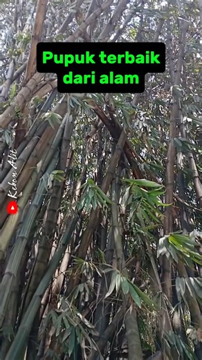 The best organic fertilizer for...