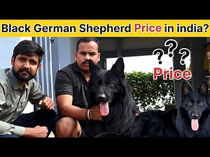 Black German Shepherd price in india 2025 | Black German Shepherd price | Black German Shepherd