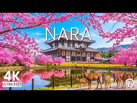 Nara, Japan in Spring 2026 🇯🇵 Cherry Blossoms Season, Todai-ji Temple & Beautiful Nature Scenery