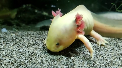 Fantastiske bilder av axolotlen, en salamander som aldri vokser opp