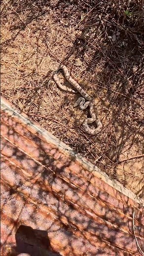 Shockingly Beautiful White And Grey Rat Snake Found In A Field On An Early Spring Day! #snakes