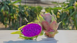 Free Ramona road trip offers Dragon Fruit, sheep and llamas