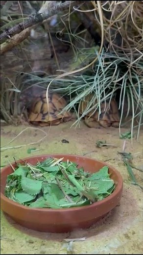 Testudo kleinmanni Egyptian tortoise #turtleterrapintortoise #shorts #tortoise